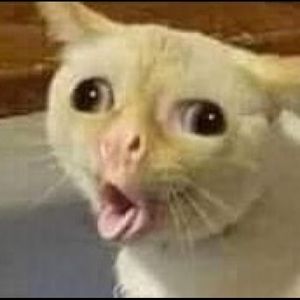 Meet your Posher, Sydney